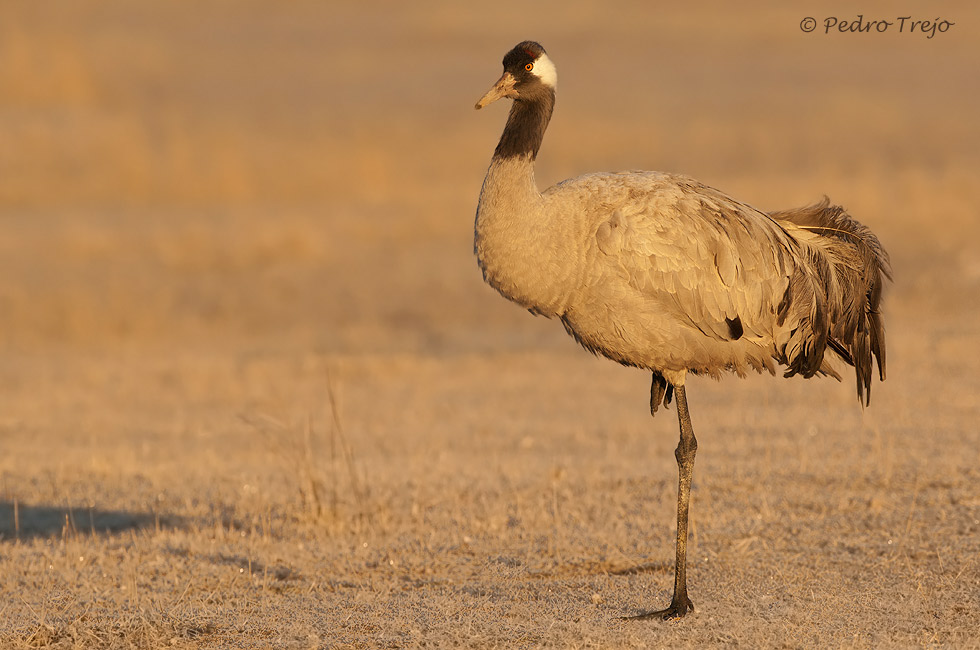 Grulla común (Grus grus)